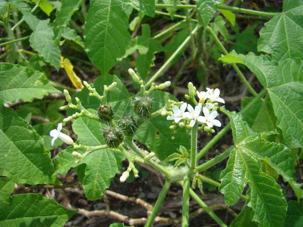 Jatropha urens