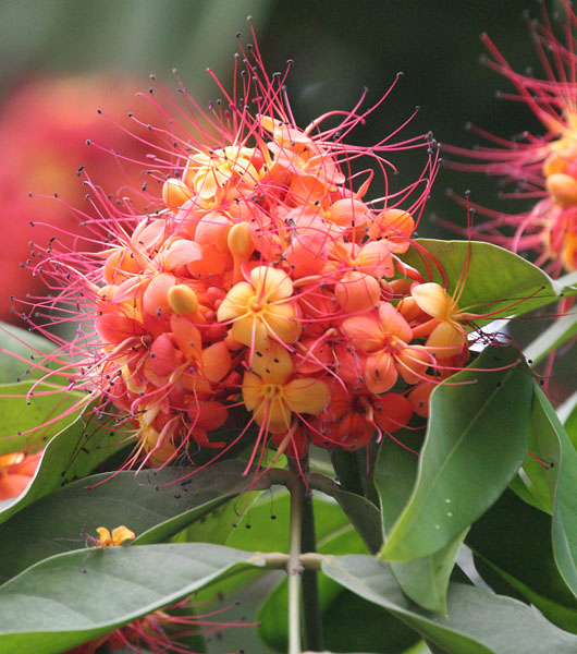 Joanesia asoca