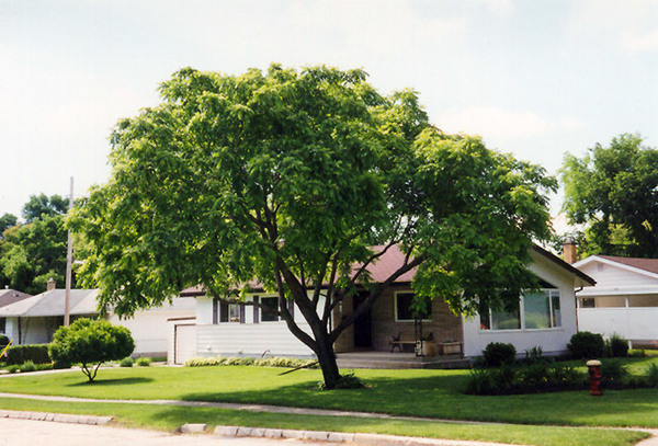 Juglans cinerea
