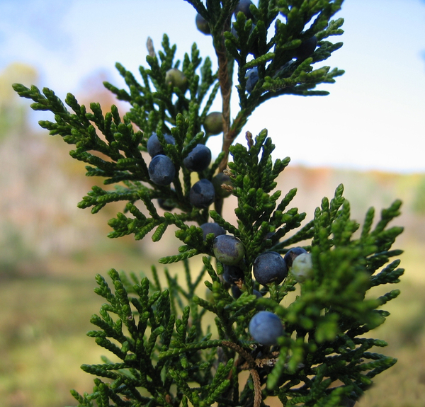 Juniperus virginianus