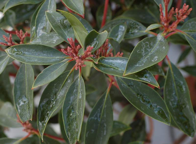 Kalmia latifolia