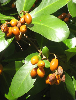 Karaka