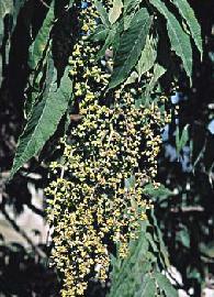 Kousso