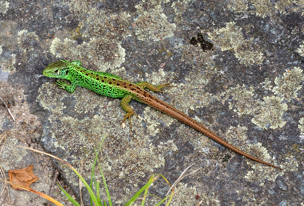Lacerta