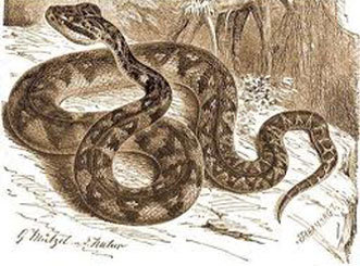 Lachesis mutus