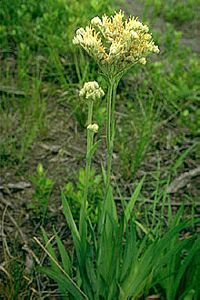 Lachnanthes tinctoria