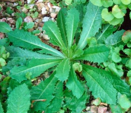 Lactuca virosa