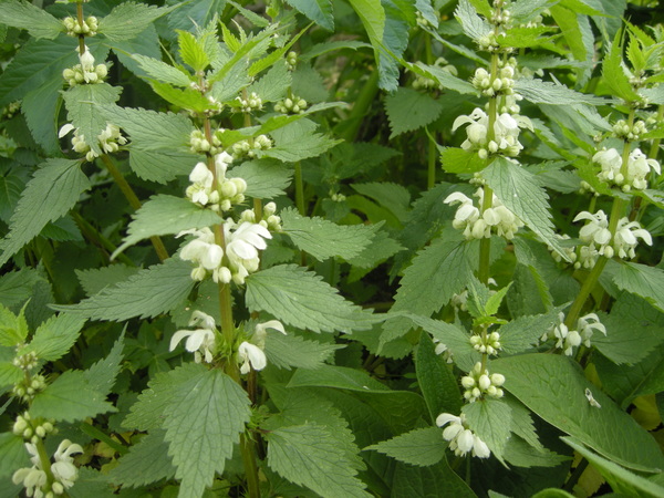 Lamium album