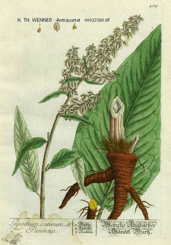 Lapathum