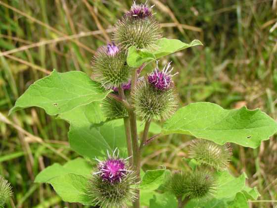 Lappa arctium