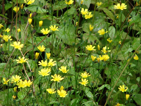 Lapsana communis