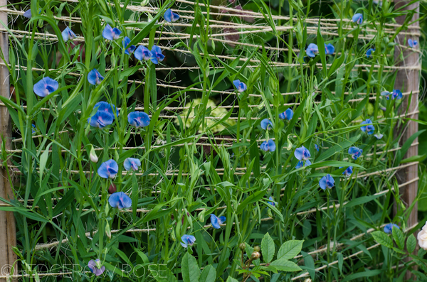 Lathyrus sativus