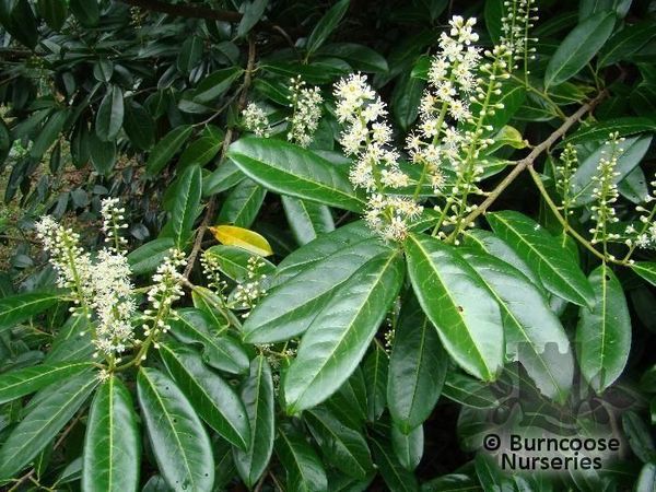 Laurocerasus