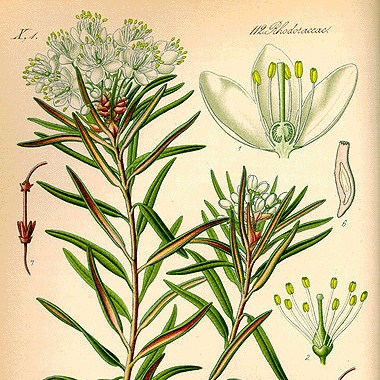 Ledum palustre
