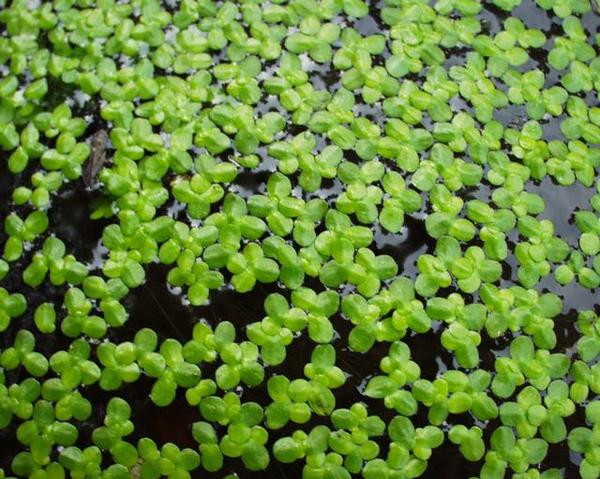 Lemna minor