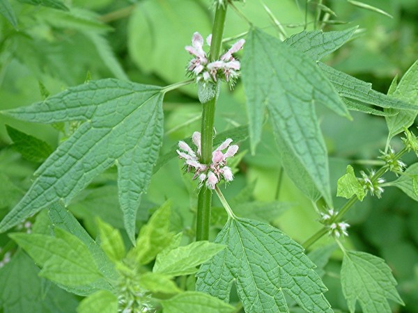Leonurus cardiaca