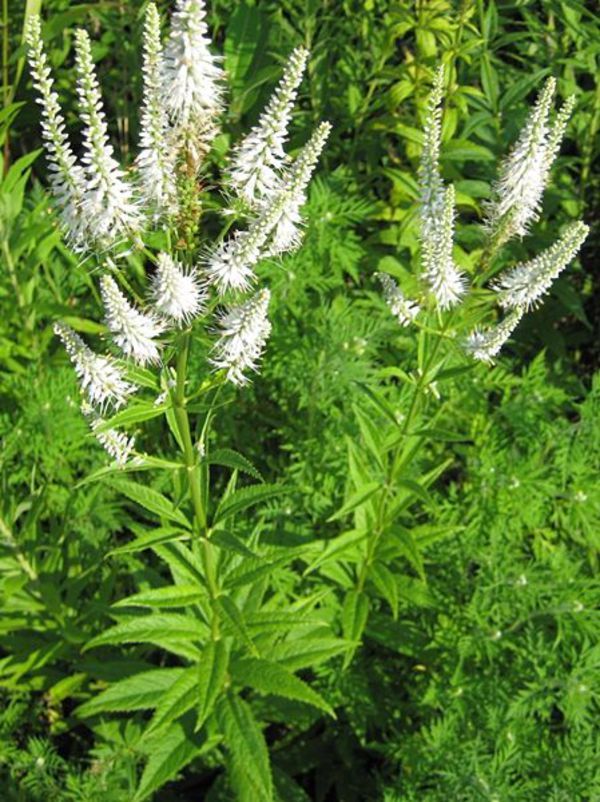Leptandra virginica