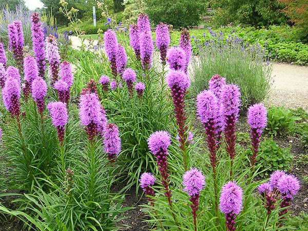 Liatris spicata