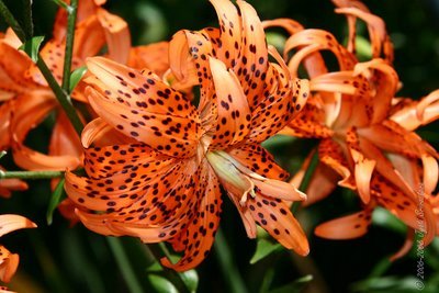 Lilium tigrinum