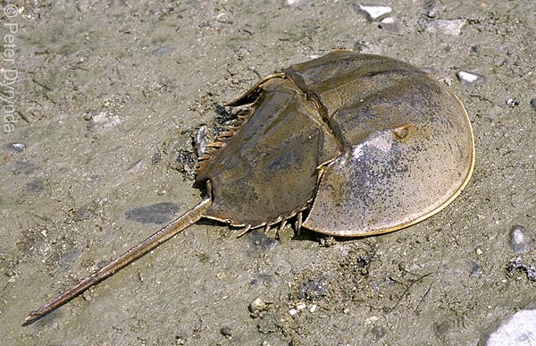 Limulus cyclops
