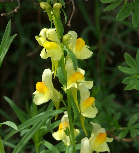 Linaria vulgaris