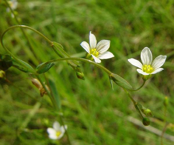 Linum catharticum