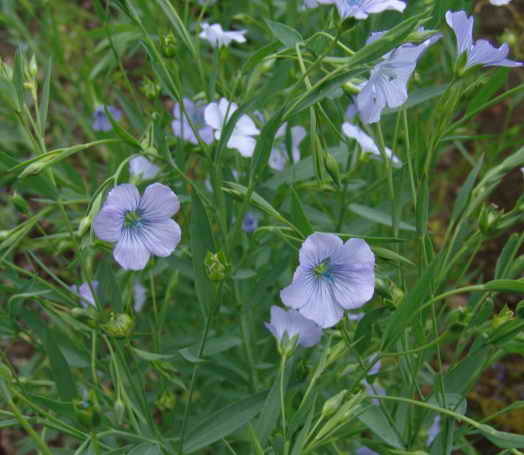 Linum usitatissimum