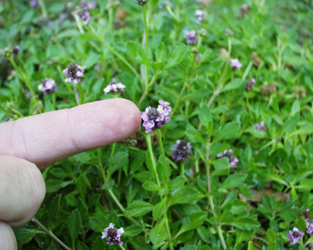 Lippia mexicana