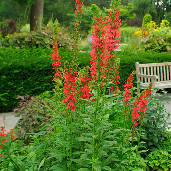 Lobelia cardinalis