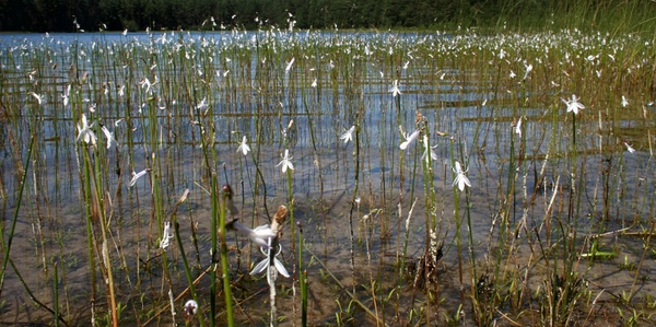 Lobelia dortmanna