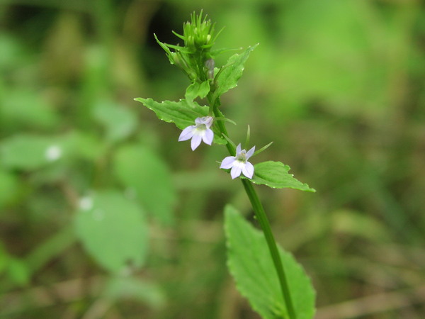 Lobelia inflata