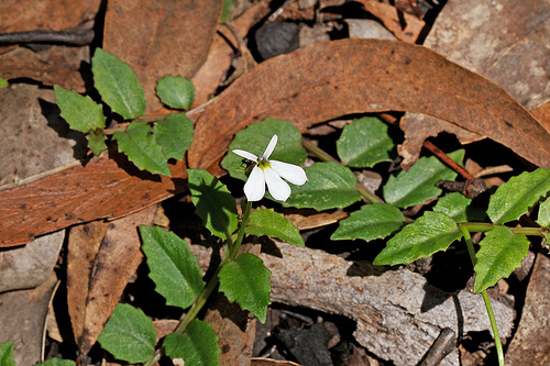 Lobelia purpurascens