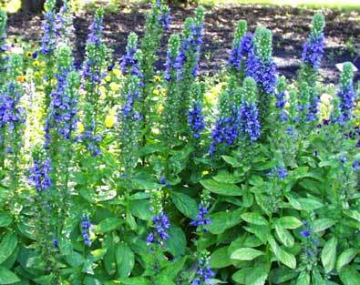 Lobelia syphilitica