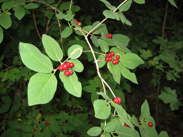 Lonicera xylosteum