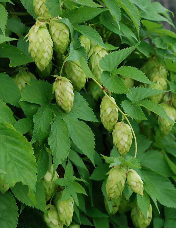 Lupulus humulus