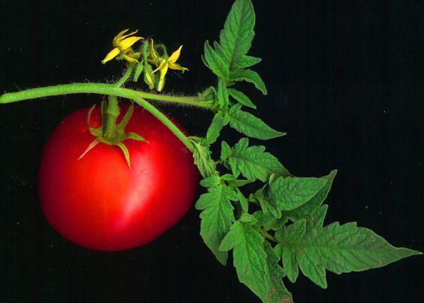 Lycopersicum esculentum