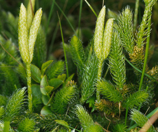Lycopodium clavatum