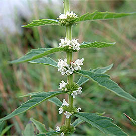Lycopus virginicus