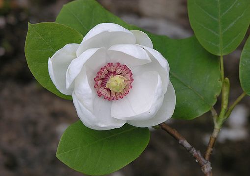 Magnolia glauca