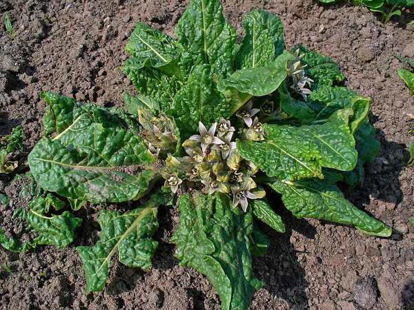 Mandragora