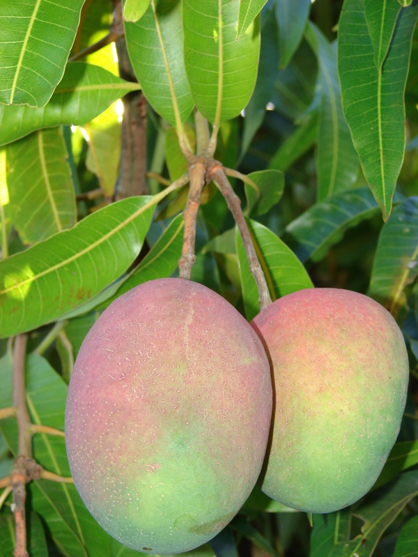 Mangifera indica