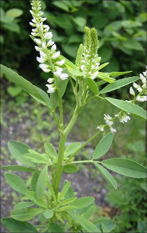 Melilotus alba