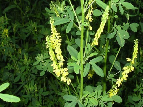 Melilotus officinalis