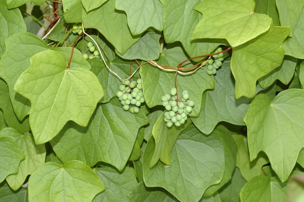 Menispermum canadense