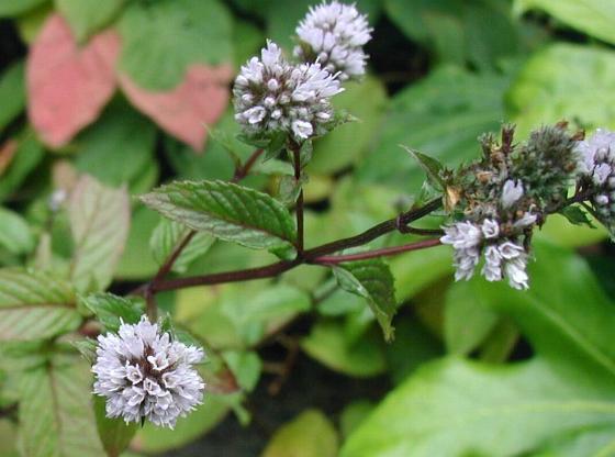 Mentha piperita