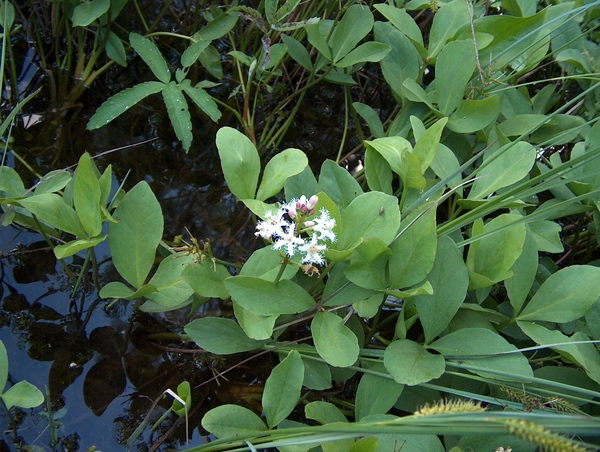 Menyanthes trifoliata