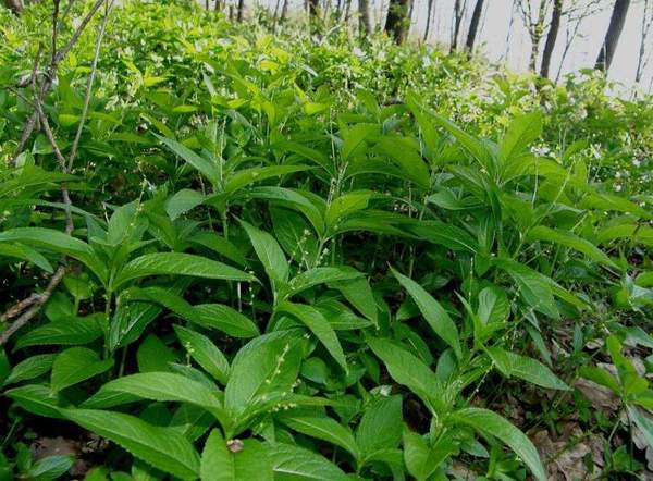 Mercurialis perennis
