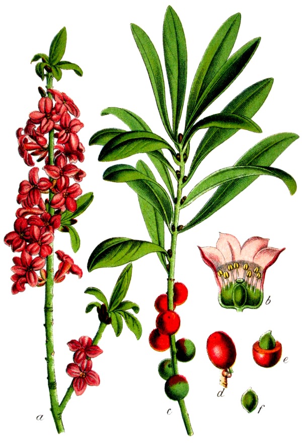 Mezereum