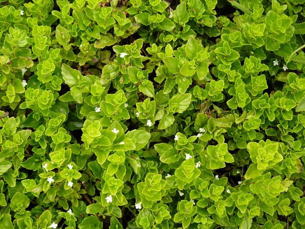 Micromeria douglasii