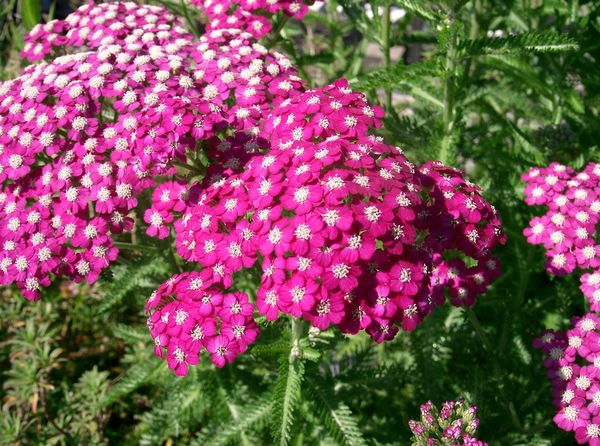 Millefolium